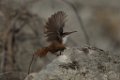 Canyon Wren 2013-12-17 (1280x853)